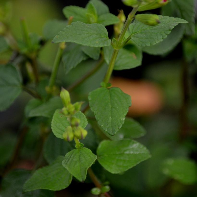 Sauge arbustive - Salvia microphylla Hot Lips (Feuillage)