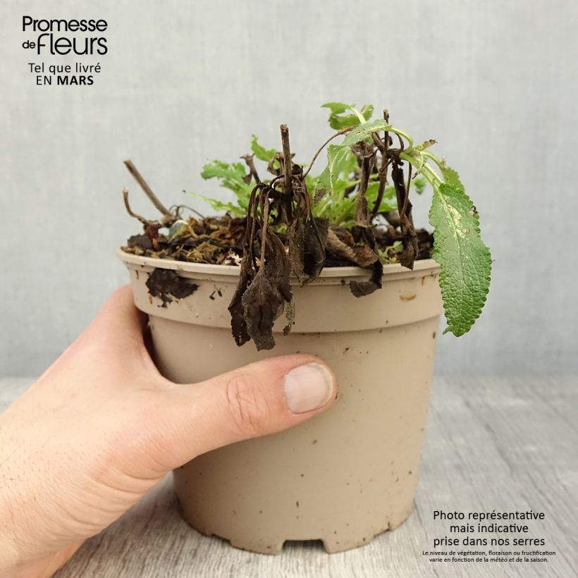 Example of Sauge - Salvia nemorosa Amethyst Pot de 2L/3L as you get in printemps