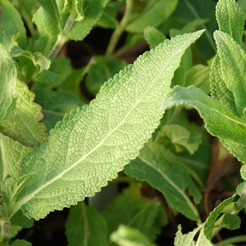 Sauge - Salvia nemorosa Caradonna Pink (Feuillage)