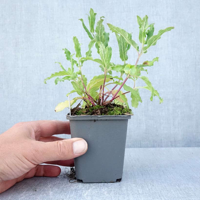 Spécimen de Sauge - Salvia nemorosa Caradonna Pink Godet de 8/9 cm tel que livré au printemps