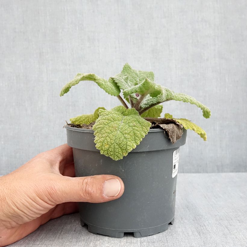 Spécimen de Sauge sclarée - Salvia sclarea Pot de 1,5L/2L tel que livré au printemps