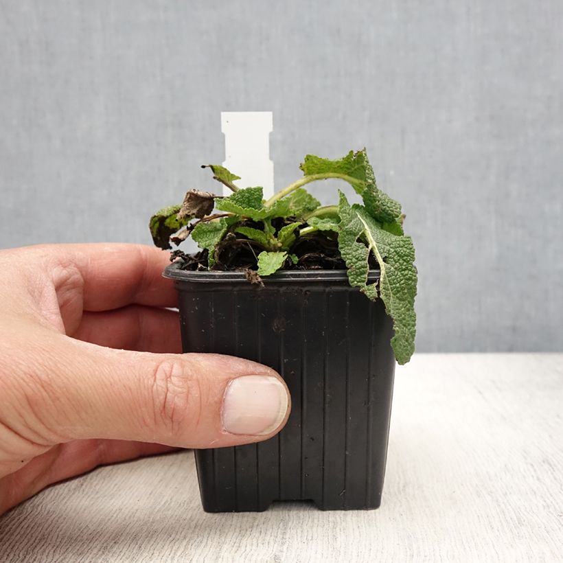 Spécimen de Sauge Spires Snow Kiss - Salvia hybrida Godet de 8/9 cm tel que livré au printemps