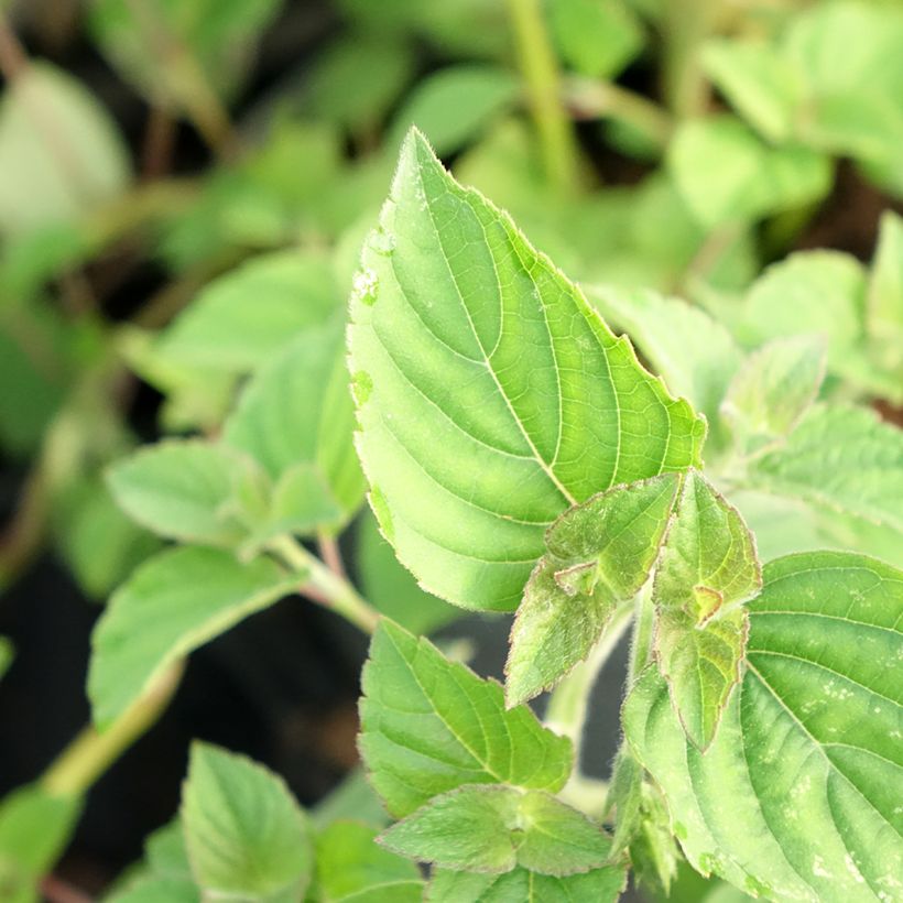 Sauge Tangerine goût d'orange - Salvia elegans (Feuillage)