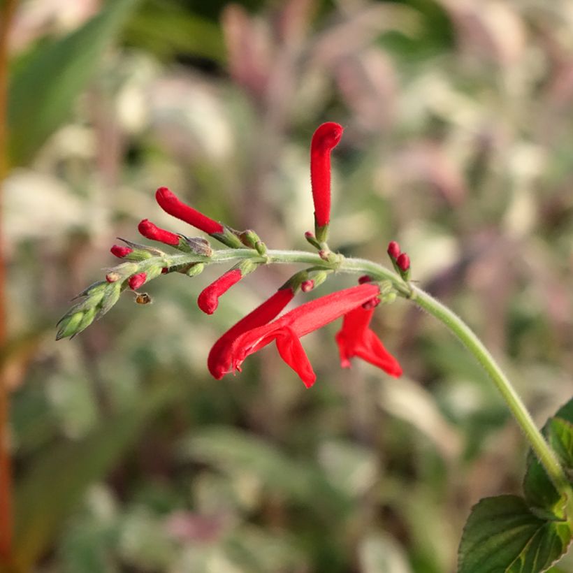 Sauge Tangerine goût d'orange - Salvia elegans (Floraison)