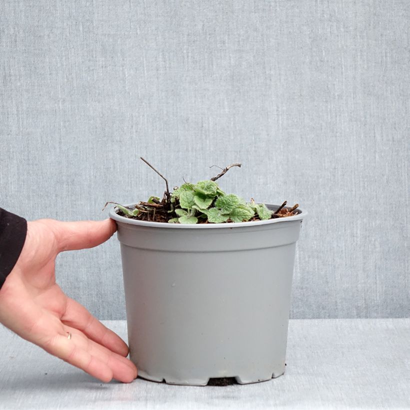 Spécimen de Sauge verticillée - Salvia verticillata Purple Rain Pot de 3L/4L tel que livré au printemps