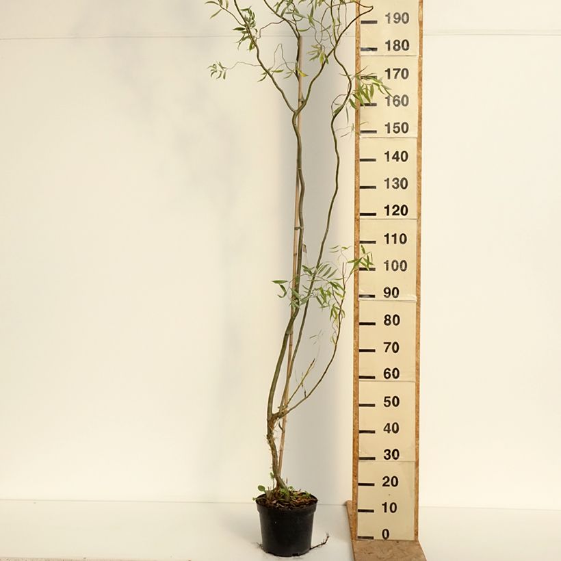 Spécimen de Saule blanc tortueux - Salix alba Dart's Snake Pot de 4L/5L tel que livré en été