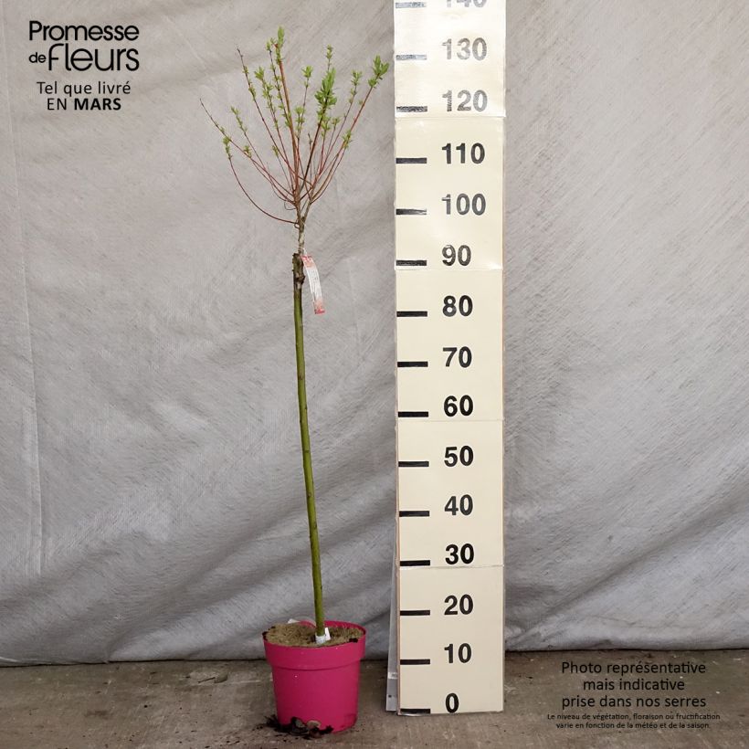 Spécimen de Saule crevette - Salix integra Flamingo Pot de 4L/5L, Greffé sur tige tel que livré au printemps