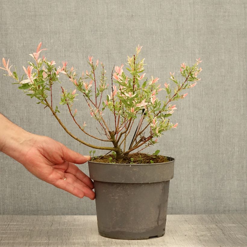 Spécimen de Saule crevette - Salix integra Flamingo Pot de 2L/3L tel que livré au printemps