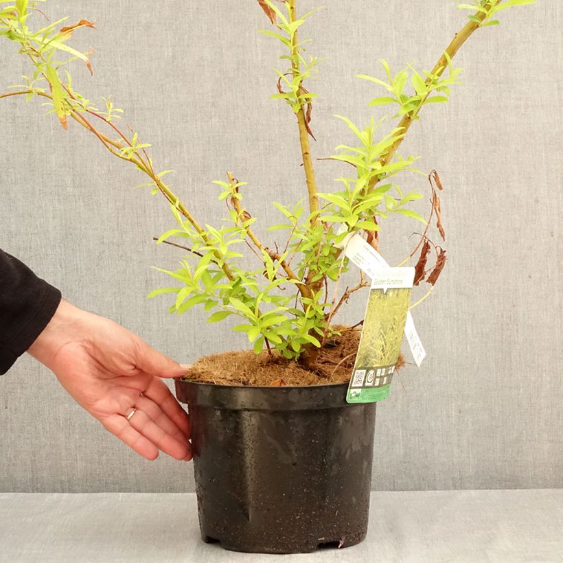 Spécimen de Saule doré -  Salix sachalinensis Golden Sunshine Pot de 4L/5L tel que livré en automne