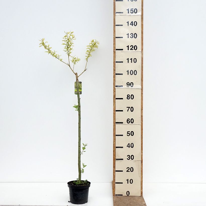 Spécimen de Saule marsault doré - Salix caprea Ogon Pot de 3L/4L, Tige tel que livré au printemps