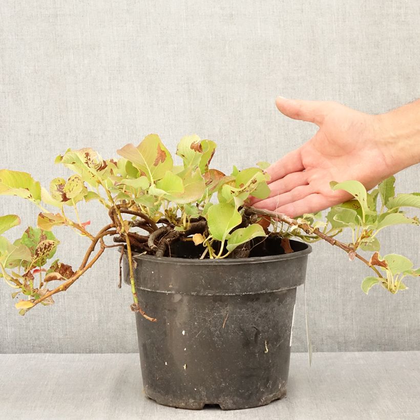 Spécimen de Saule rampant des îles Kouriles -Salix kurilensis Pot de 4L/5L tel que livré en été