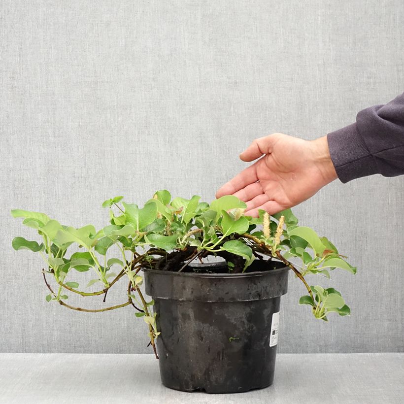 Spécimen de Saule rampant des îles Kouriles -Salix kurilensis Pot de 4L/5L tel que livré au printemps