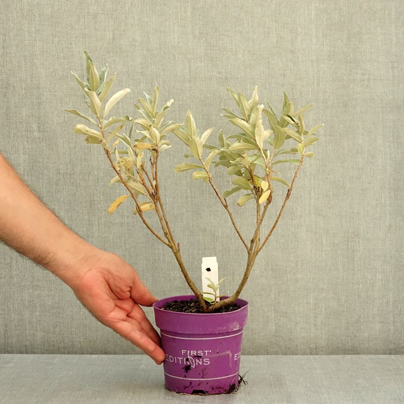 Spécimen de Saule tomenteux - Salix candida Iceberg Alley Pot de 1,5L/2L tel que livré en été
