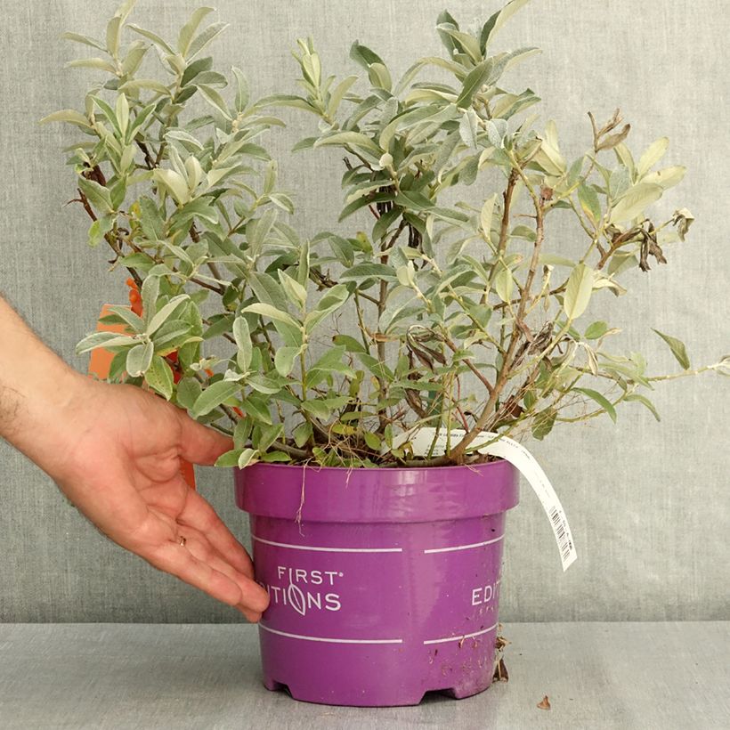 Spécimen de Saule tomenteux - Salix candida Iceberg Alley Pot de 3L/4L tel que livré en été