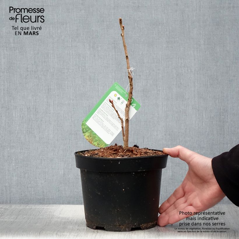 Spécimen de Savonnier orange - Koelreuteria paniculata Coral Sun Pot de 3L/4L tel que livré au printemps