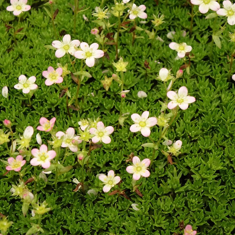 Saxifraga arendsii Compactum (Stransfieldii) - Saxifrage mousse (Floraison)