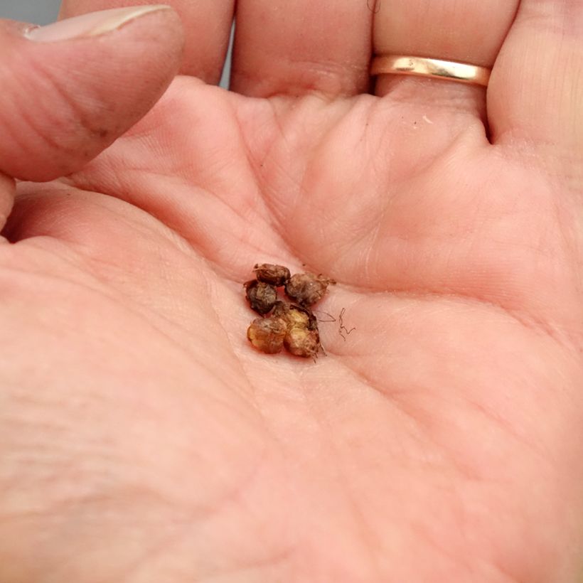 Example of Saxifraga granulata Flore Pleno - Saxifrage granulé ou à bulbilles Bulbe calibre I as you get in printemps