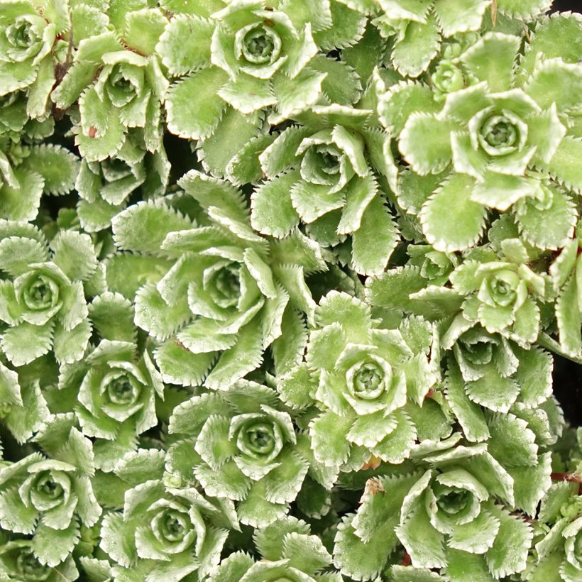Saxifraga paniculata var.minutifolia - Saxifrage (Feuillage)