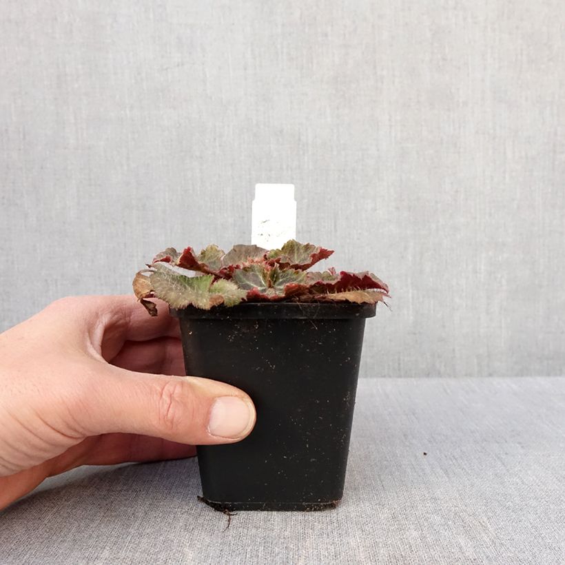 Example of Saxifraga stolonifera Cuscutiformis - Saxifrage à stolons Godet de 8/9 cm as you get in hiver