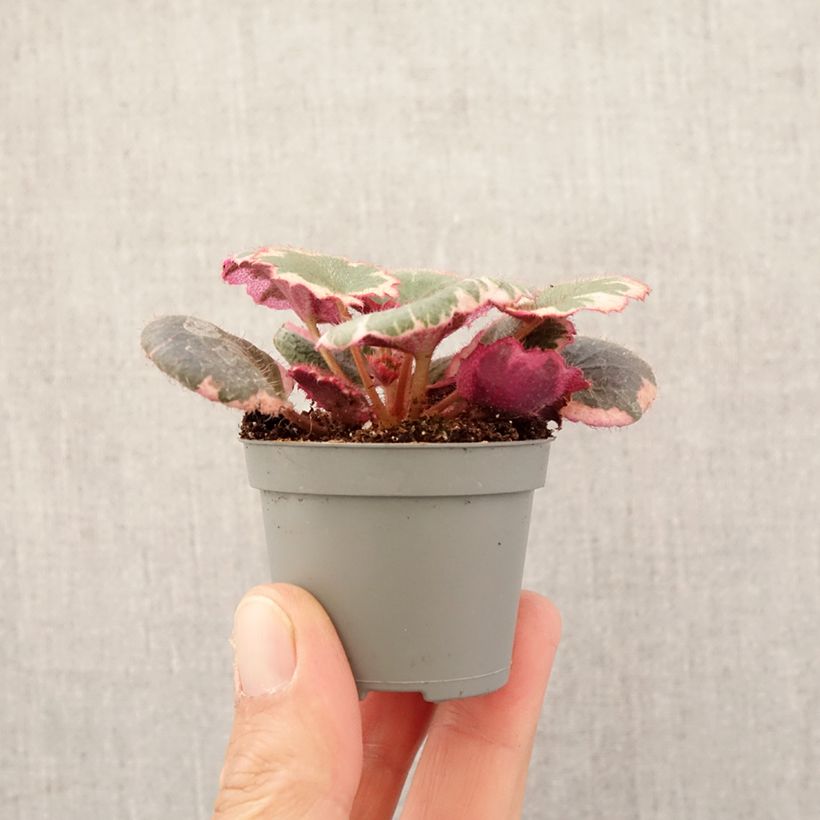 Spécimen de Saxifraga stolonifera Variegata - Saxifrage araignée Mini-plante tel que livré au printemps