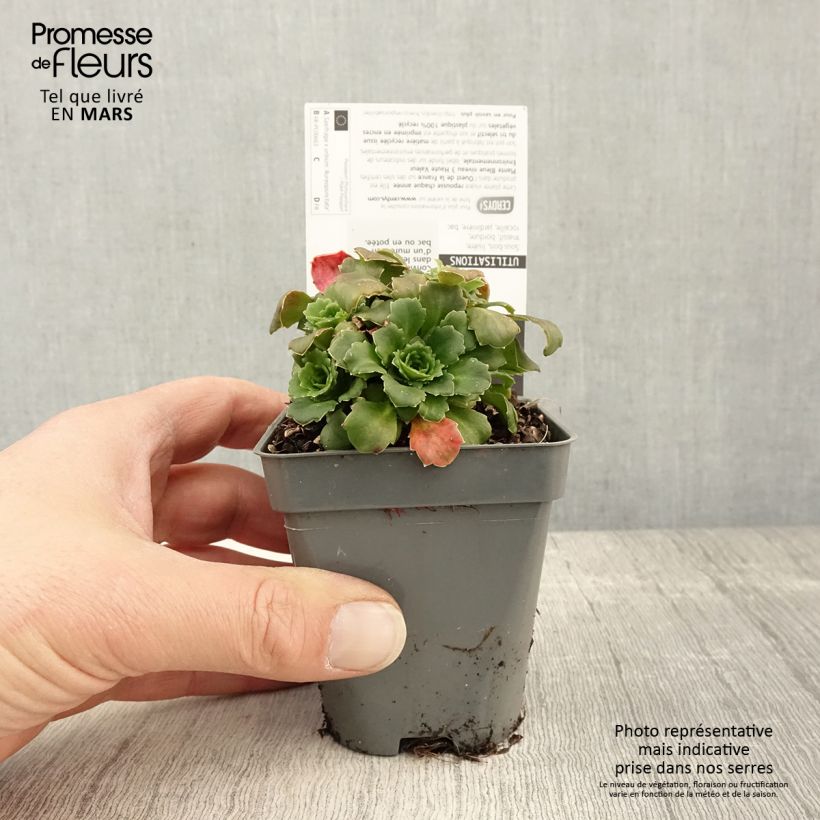 Example of Saxifraga x urbium Aureopunctata - Désespoir du peintre Godet de 8/9 cm as you get in printemps