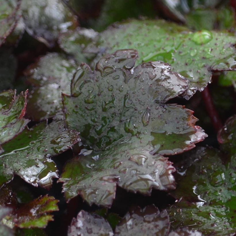 Saxifraga cortusifolia Black Ruby - Saxifrage à feuilles noires (Feuillage)