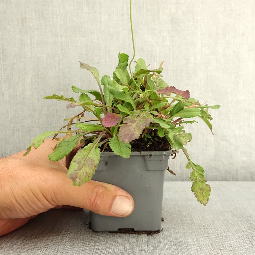 Spécimen de Scabiosa Nova Dew Drops - Scabieuse Godet de 8/9 cm tel que livré en été