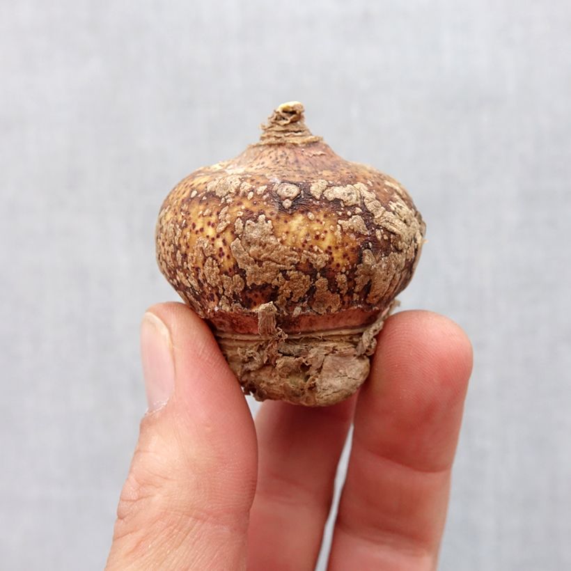 Example of Scadoxus multiflorus subsp multiflorus Bulbe calibre 16+ as you get in printemps