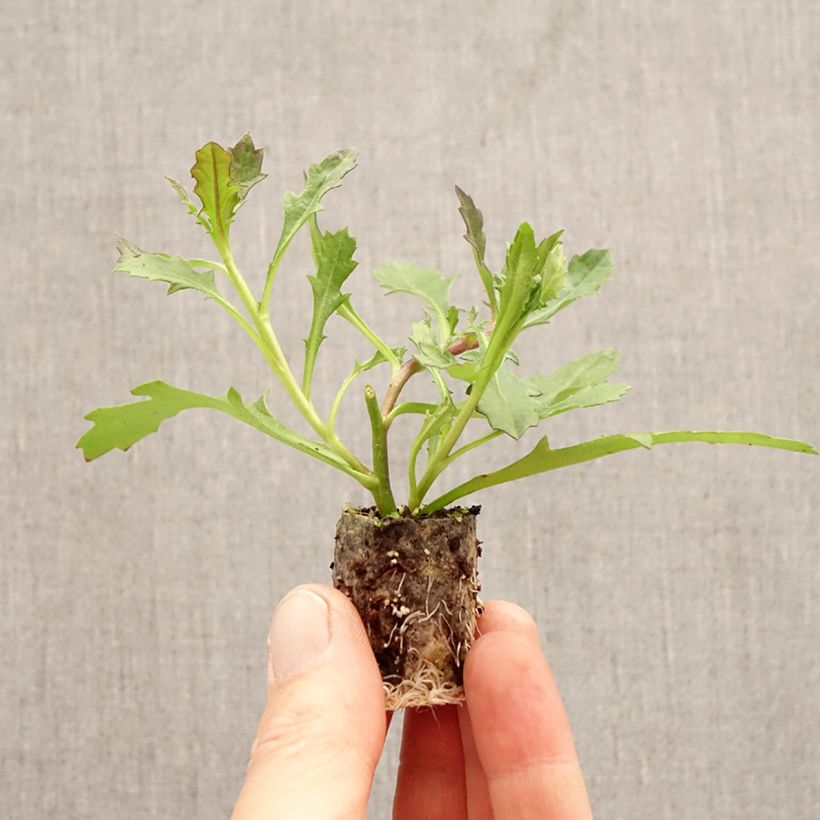 Spécimen de Scaevola Baby Pink Touch - Fleur éventail de fée Mini-motte Ø 3/4 cm tel que livré au printemps