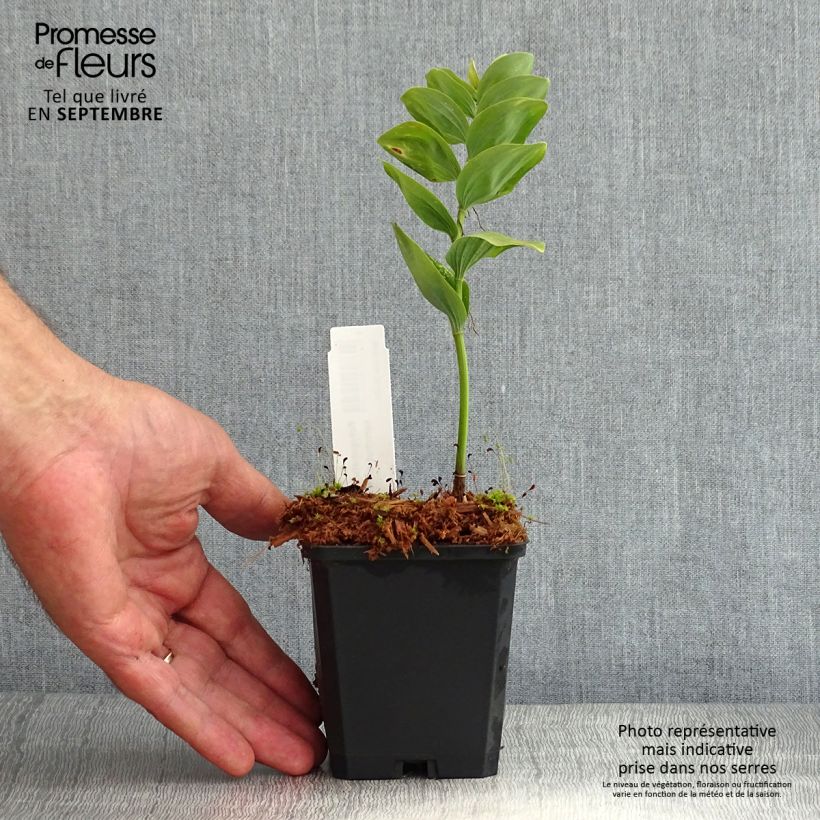 Spécimen de Sceau de Salomon - Polygonatum commutatum Godet de 8/9 cm tel que livré en été