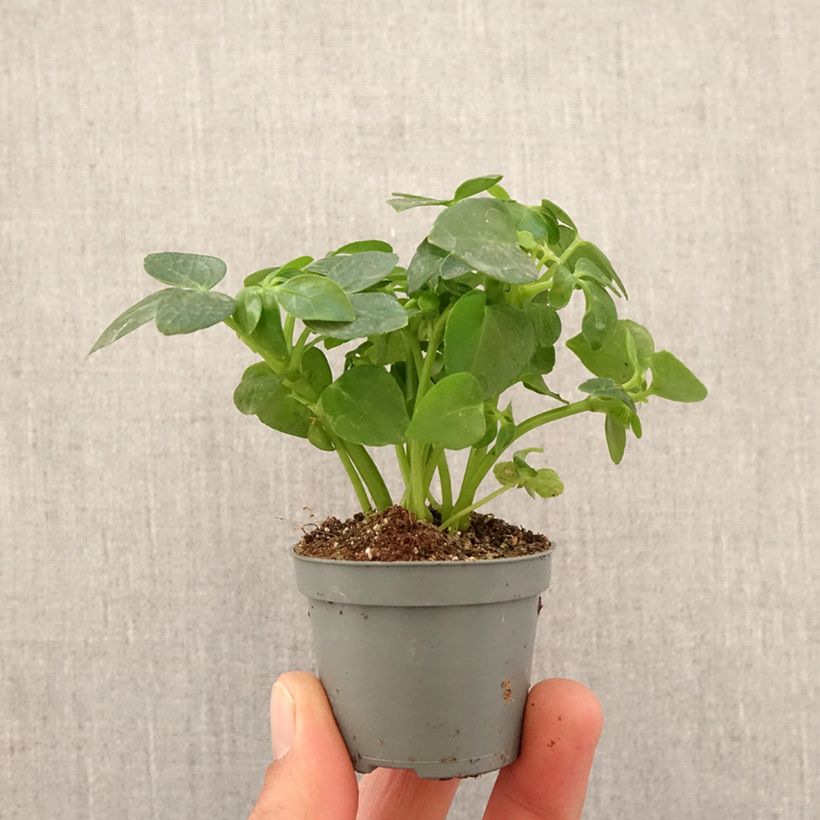 Spécimen de Schefflera arboricola Mini-plante tel que livré au printemps