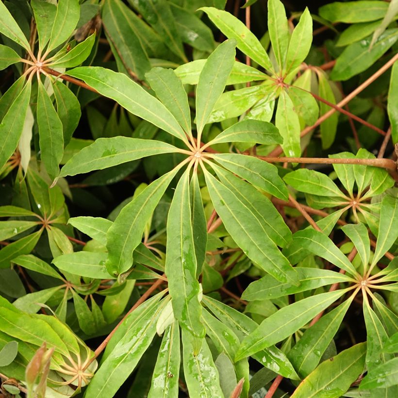 Schefflera taiwaniana (Feuillage)