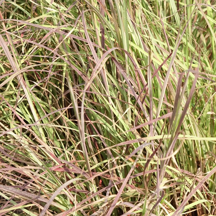 Schizachyrium Colorado - Herbe à balais (Feuillage)