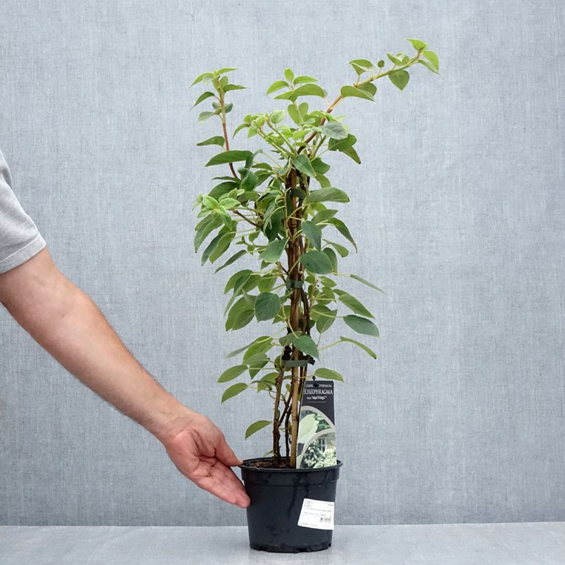 Spécimen de Schizophragma Angel Wings - Hortensia grimpant Pot de 2L/3L tel que livré en été