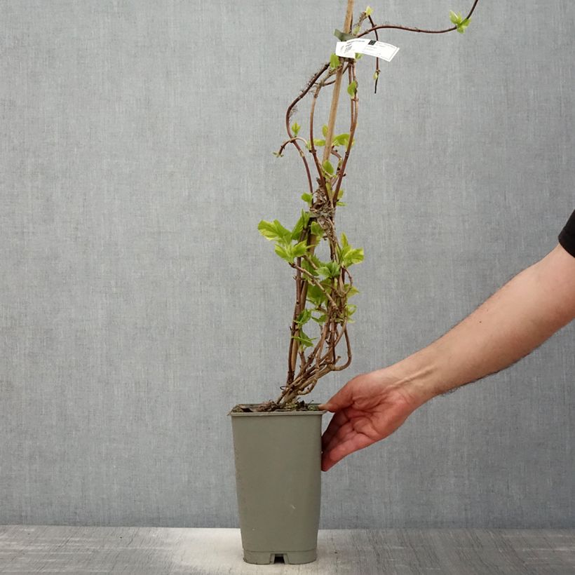 Spécimen de Schizophragma hydrangeoïdes Burst Of Light Pot de 2L/3L tel que livré au printemps