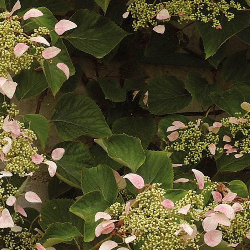 Schizophragma hydrangeoides Rose Sensation (Roseum) (Feuillage)