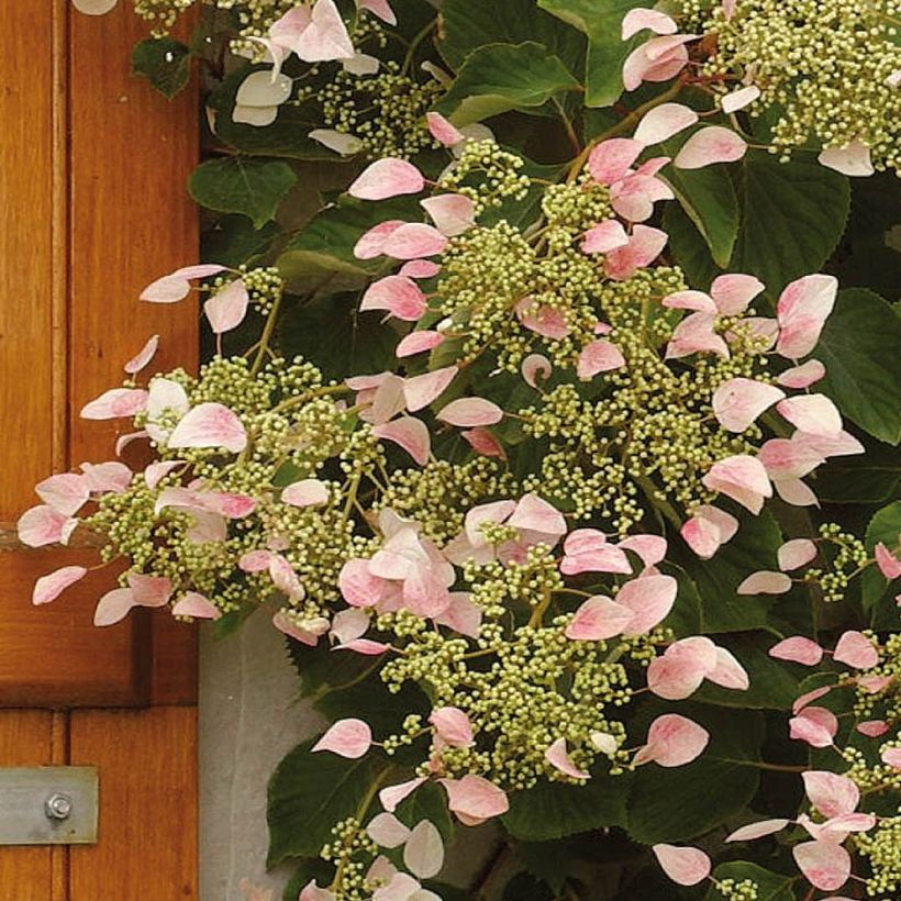Schizophragma hydrangeoides Rose Sensation (Roseum) (Floraison)