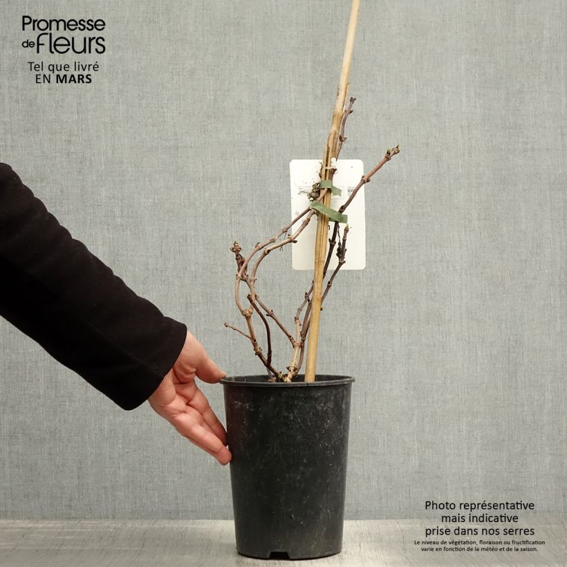 Spécimen de Schizophragma hydrangeoides Snow Sensation - Faux hortensia grimpant Pot de 3L/4L tel que livré au printemps