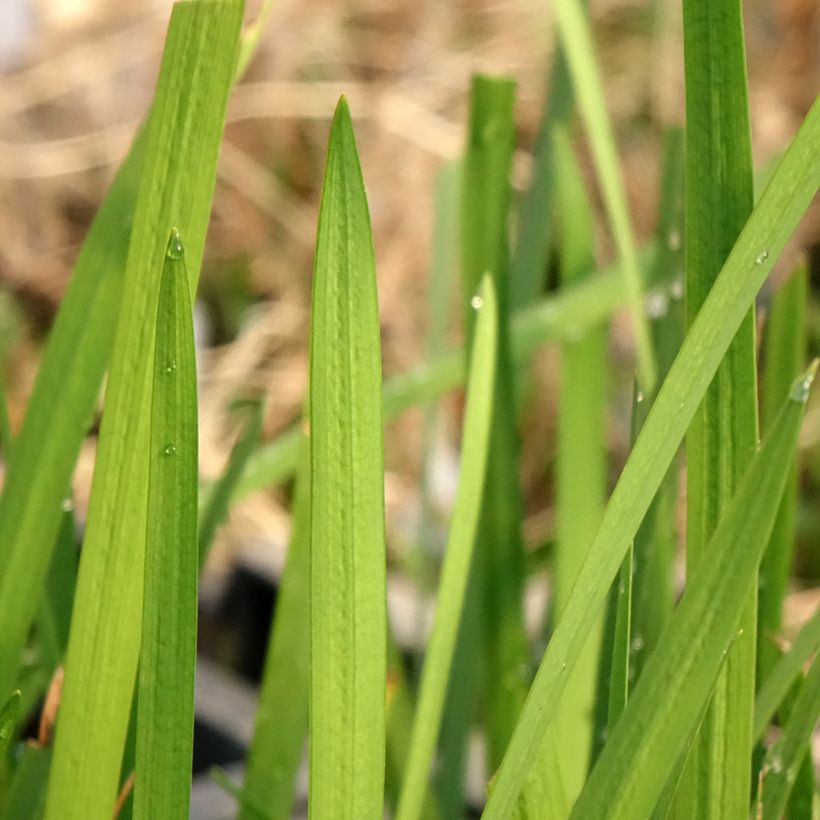 Schizostylis coccinea - Lis des Cafres (Foliage)
