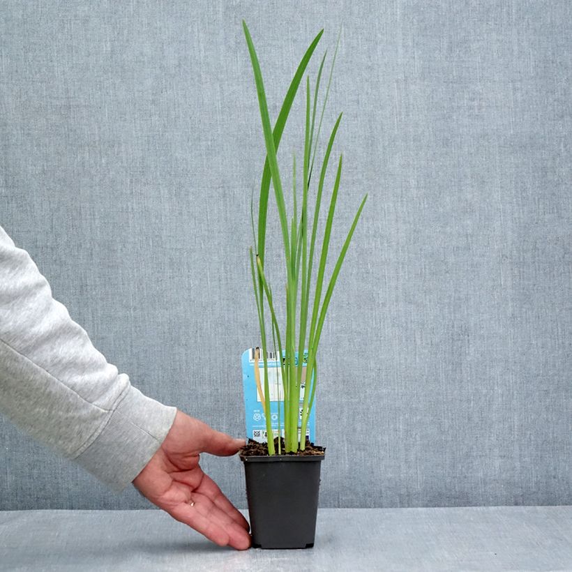 Example of Schizostylis coccinea - Lis des Cafres Godet de 8/9 cm as you get in ete