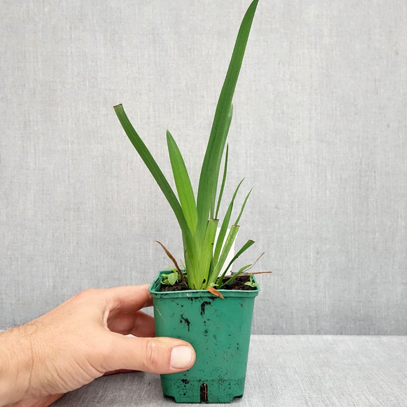 Spécimen de Schizostylis coccinea Rosea - Lis des Cafres Godet de 8/9 cm tel que livré en automne