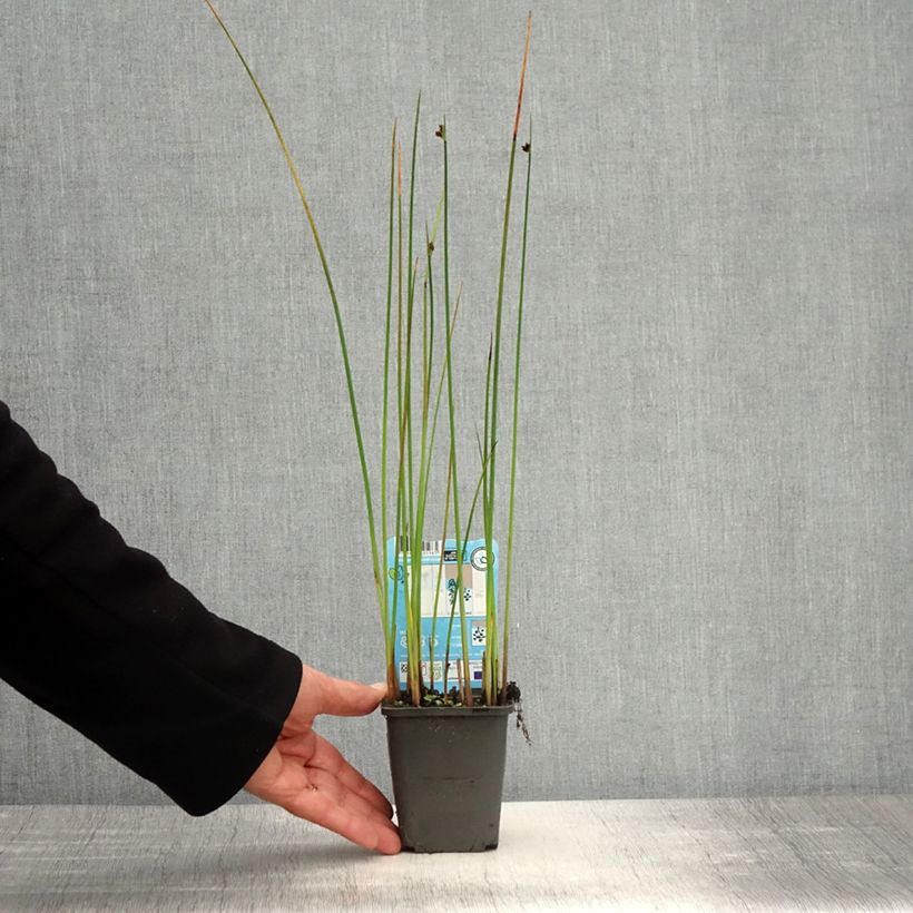 Spécimen de Schoenoplectus lacustris - Jonc des chaisiers Godet de 8/9 cm tel que livré au printemps