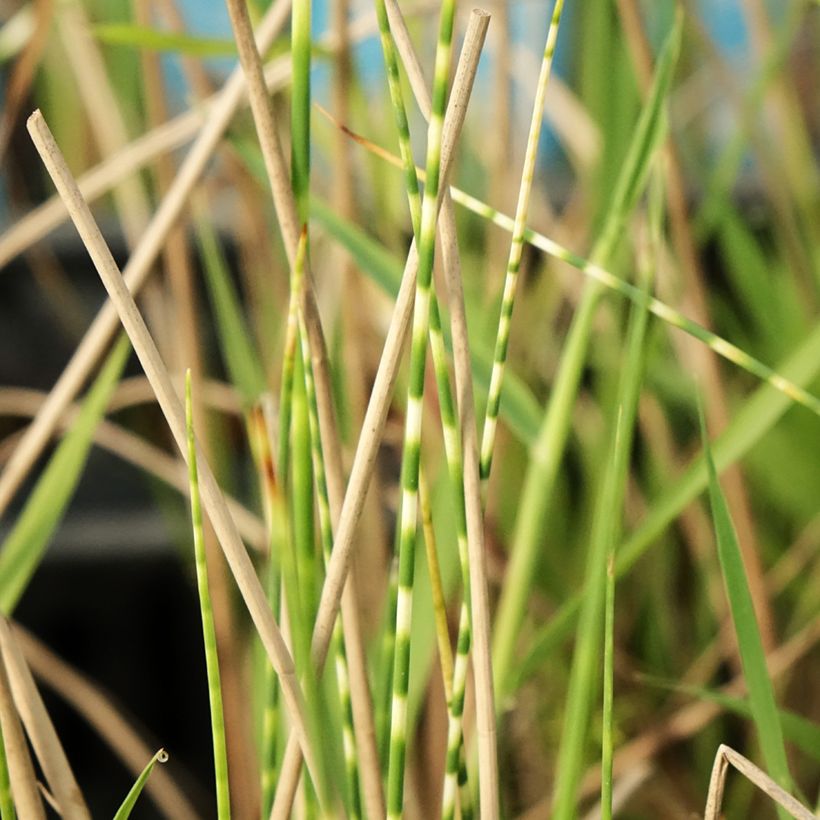 Schoenoplectus tabernaemontani Zebrinus - Scirpe aigu à tiges zébrées (Feuillage)