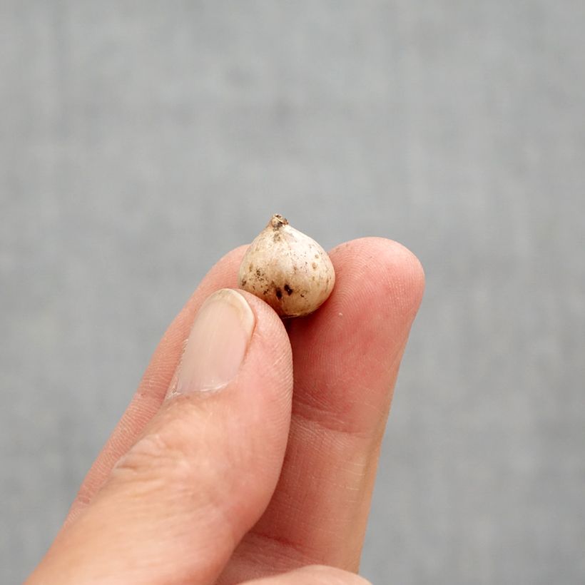 Spécimen de Scille à deux feuilles - Scilla bifolia Rosea Bulbe calibre 4+ tel que livré au printemps