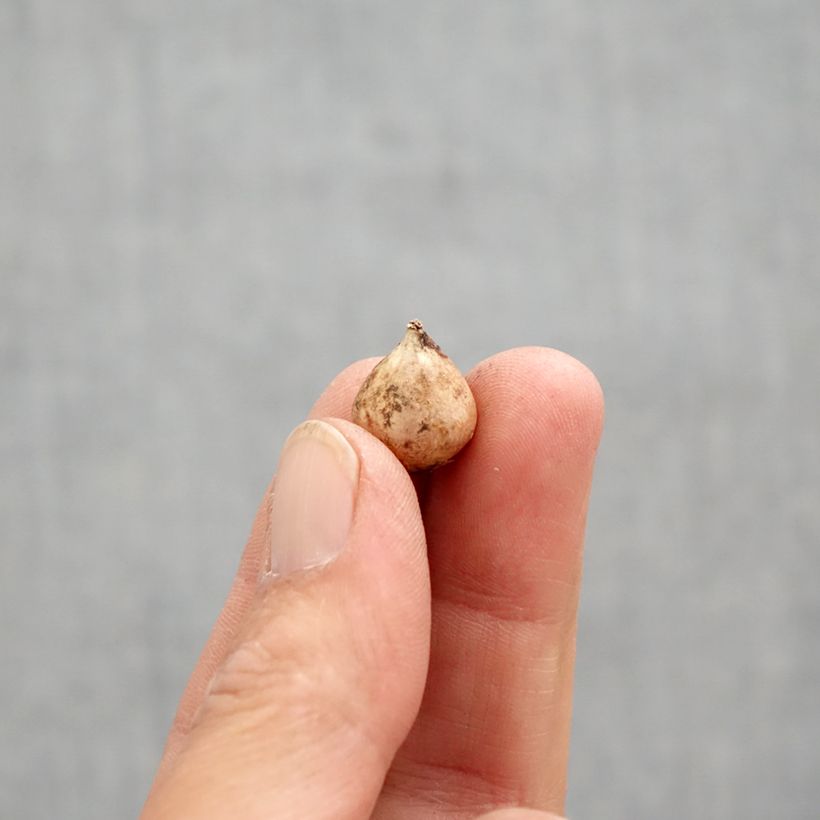 Spécimen de Scille bifolia Bulbe calibre 4+ tel que livré au printemps