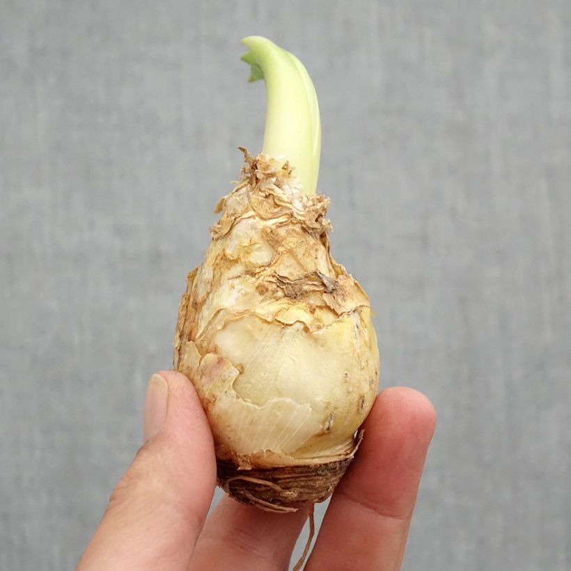 Spécimen de Scille du Pérou - Scilla peruviana Bulbe calibre 16/18 tel que livré au printemps