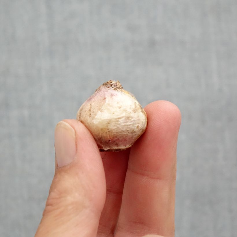 Spécimen de Scille mischtschenkoana Tubergeniana Bulbe calibre 8+ tel que livré au printemps