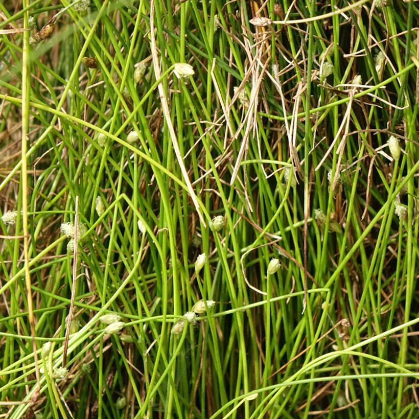 Scirpus cernuus - Souchet penché (Foliage)