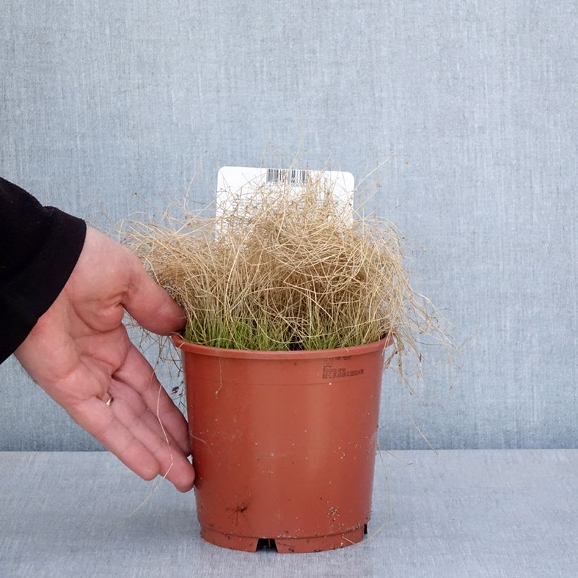 Example of Scirpus cernuus - Souchet penché Pot de 1L/1,5L as you get in printemps