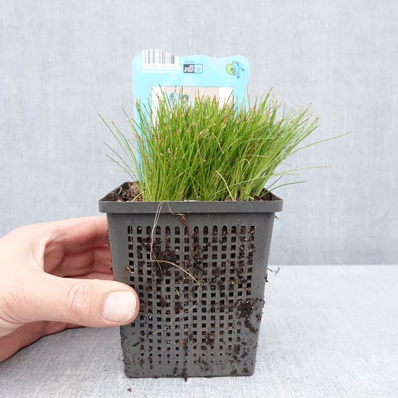 Spécimen de Scirpus isolepsis Pot de 1L/1,5L tel que livré au printemps